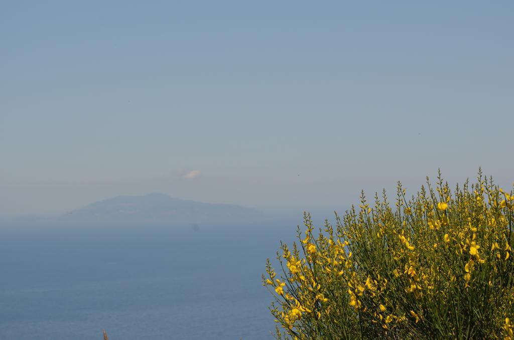 Le Ginestre Di Capri Bb & Holiday House アナカプリ エクステリア 写真