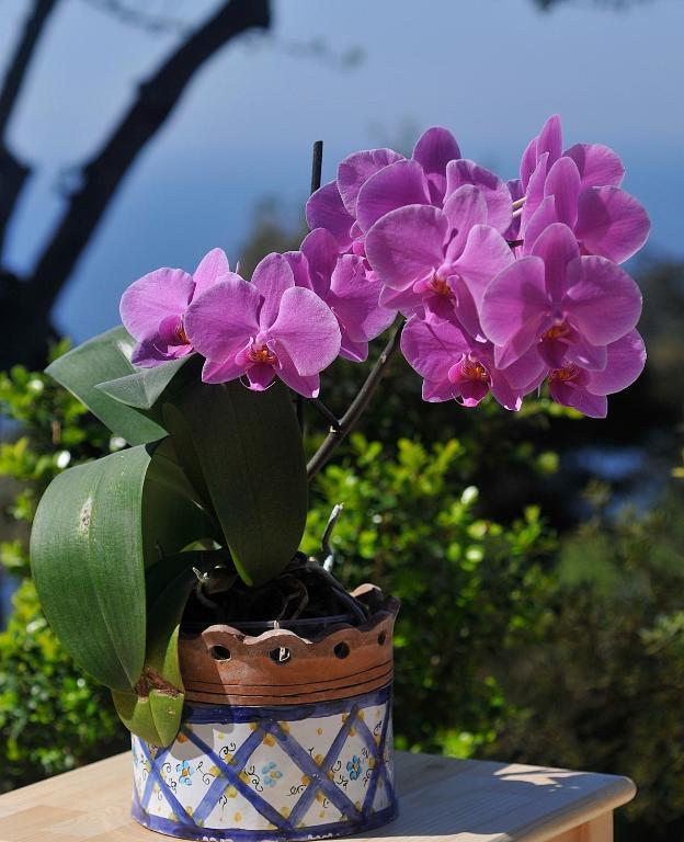 Le Ginestre Di Capri Bb & Holiday House アナカプリ 部屋 写真