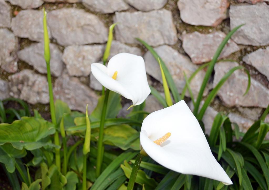 Le Ginestre Di Capri Bb & Holiday House アナカプリ 部屋 写真