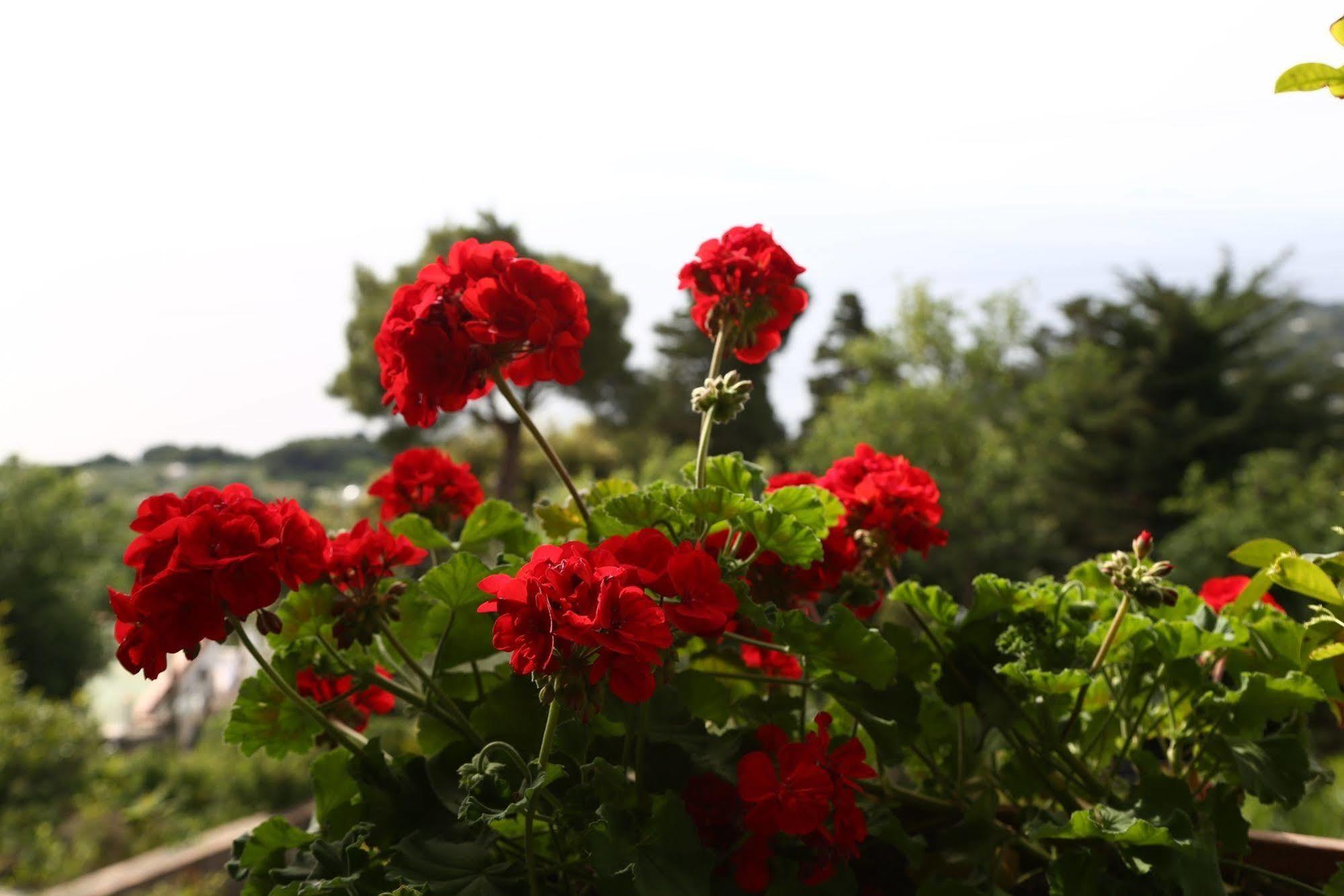 Le Ginestre Di Capri Bb & Holiday House アナカプリ エクステリア 写真